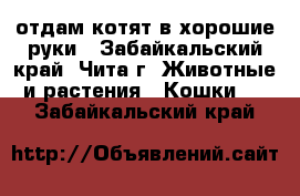 отдам котят в хорошие руки - Забайкальский край, Чита г. Животные и растения » Кошки   . Забайкальский край